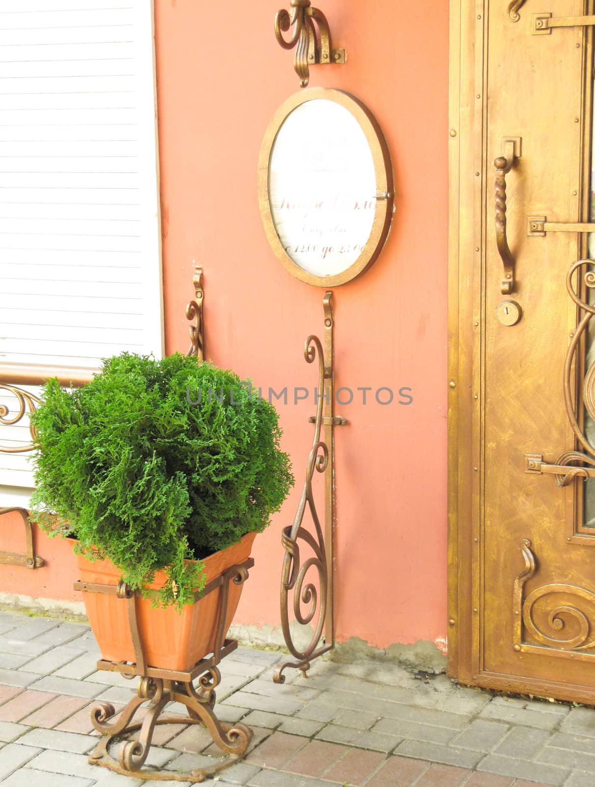 green thuja in brown pot on a background forged doors