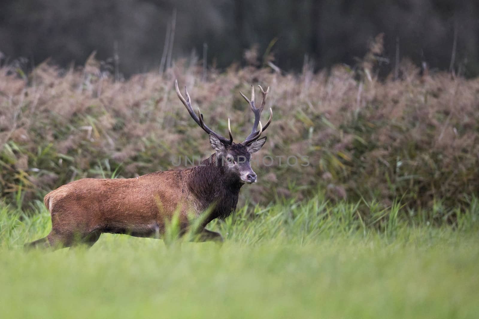 Red deer in the wild, in the clearing.