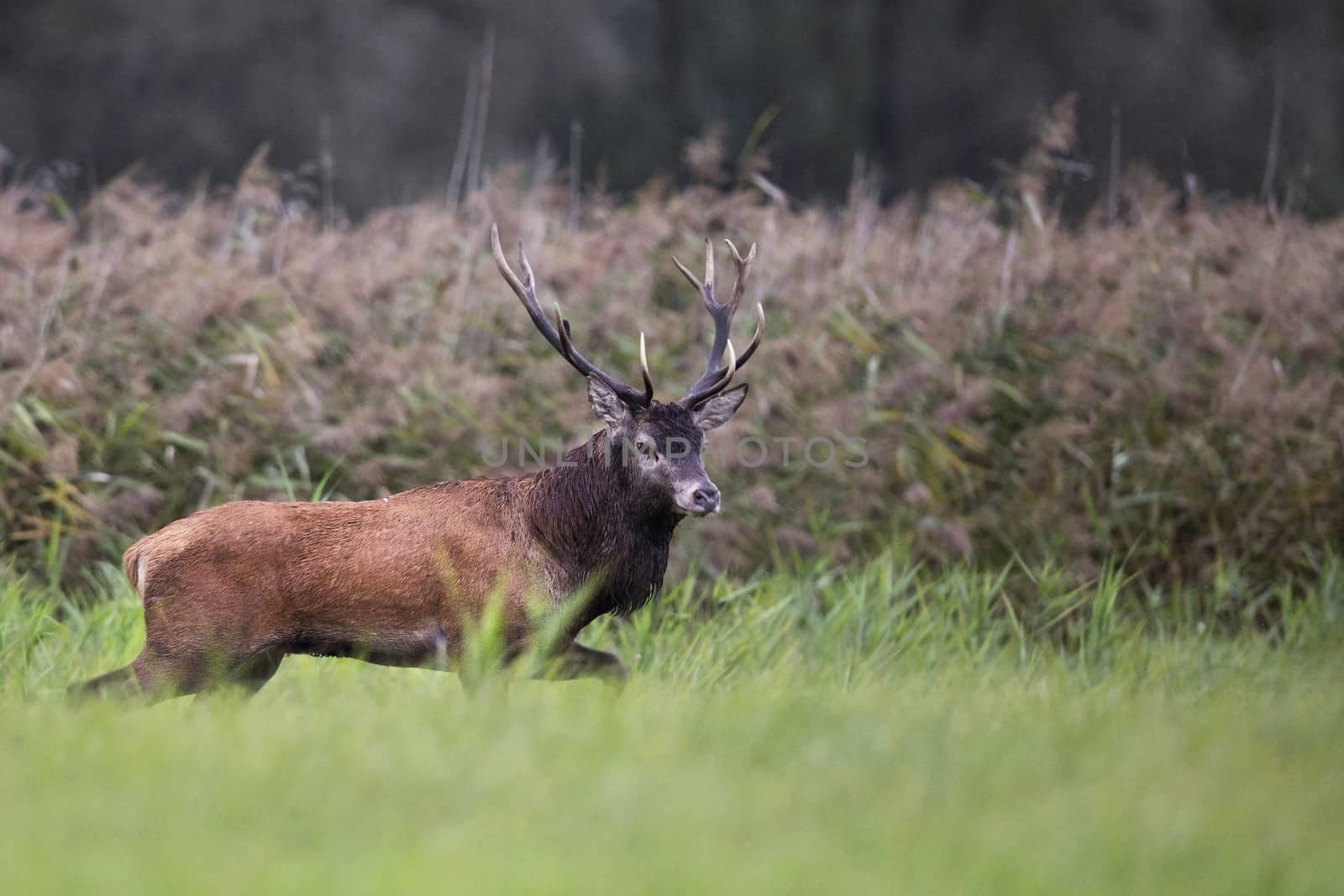 Red deer in the wild. by johan10