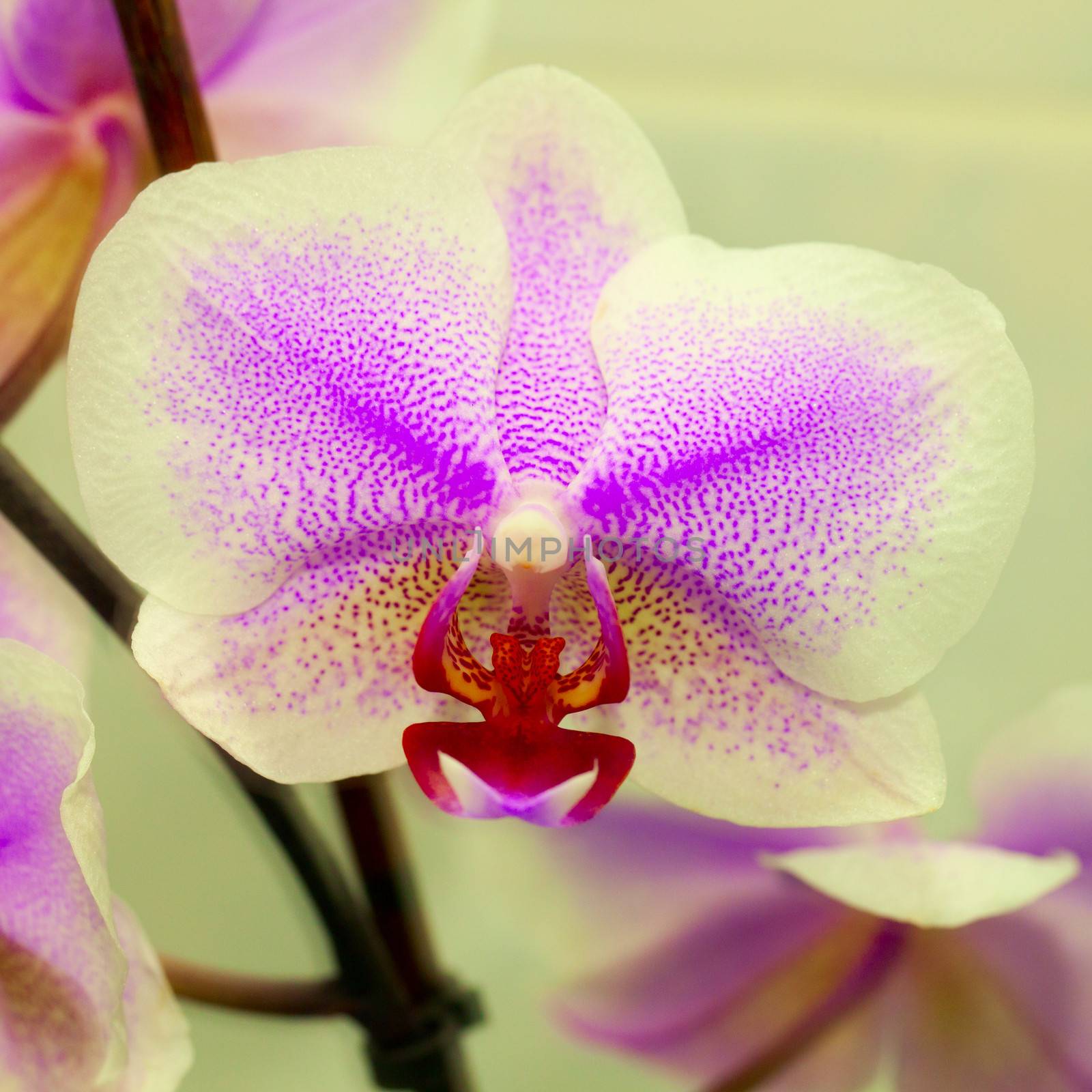 Beautiful orchid over a lite green background