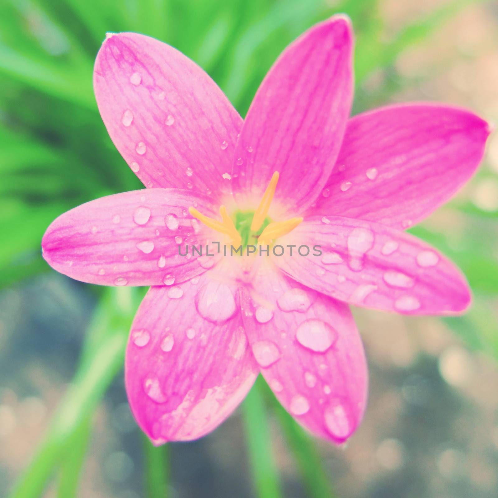 Pink blossom flower with retro filter effect  by nuchylee