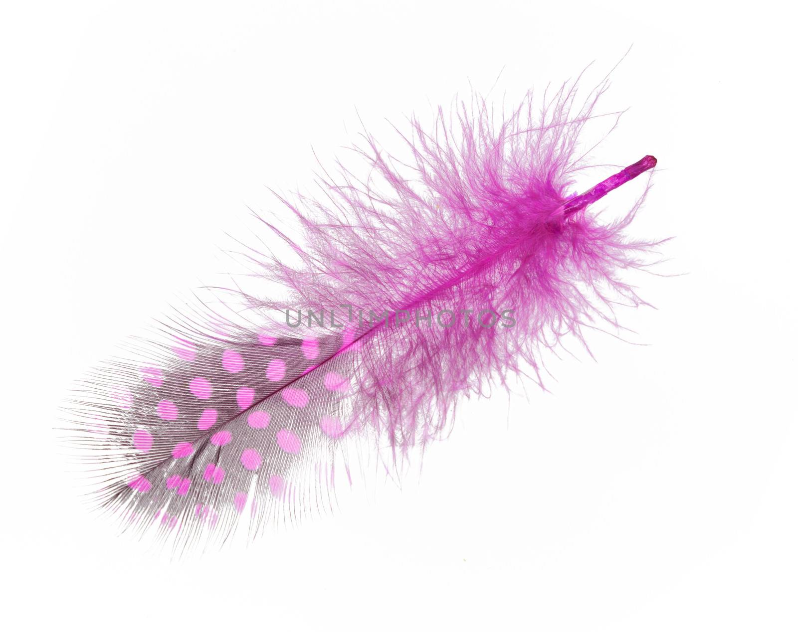 Guinea fowl feather painted in purple isolated on a white background