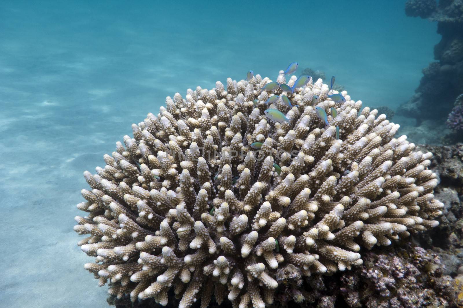 great hard coral with exotic fishes green chromis at the bottom of tropical sea by mychadre77