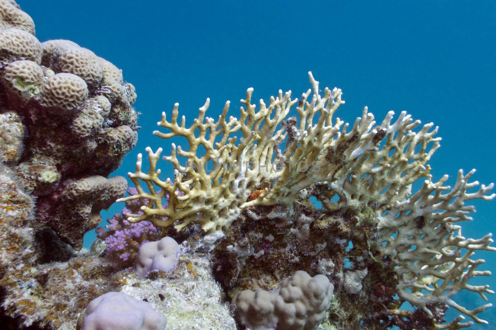coral reef with hard  and fire corals at the bottom of red sea in egypt







coral reef with hard  and fire corals at the bottom of tropical sea