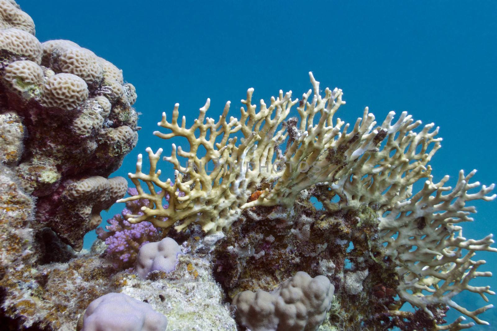 coral reef with hard  and fire corals at the bottom of tropical sea by mychadre77