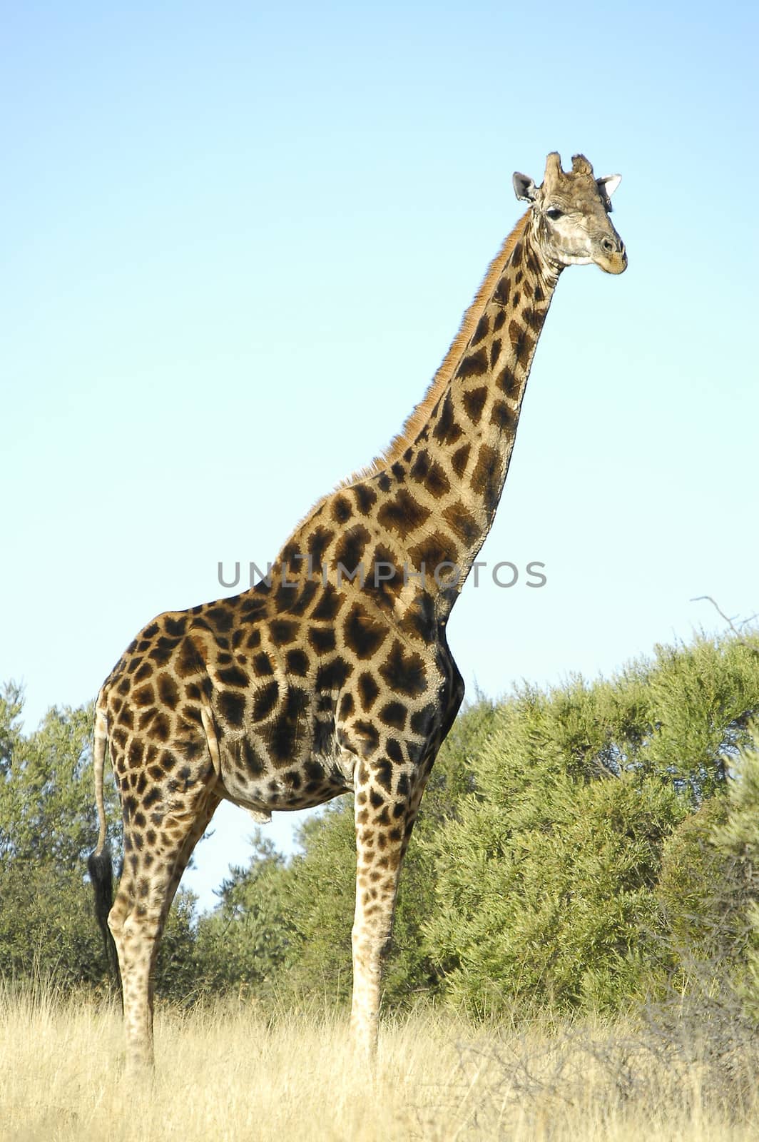 Giraffe, Franklin Nature Reserve on Naval Hill in Bloemfontein, South Africa