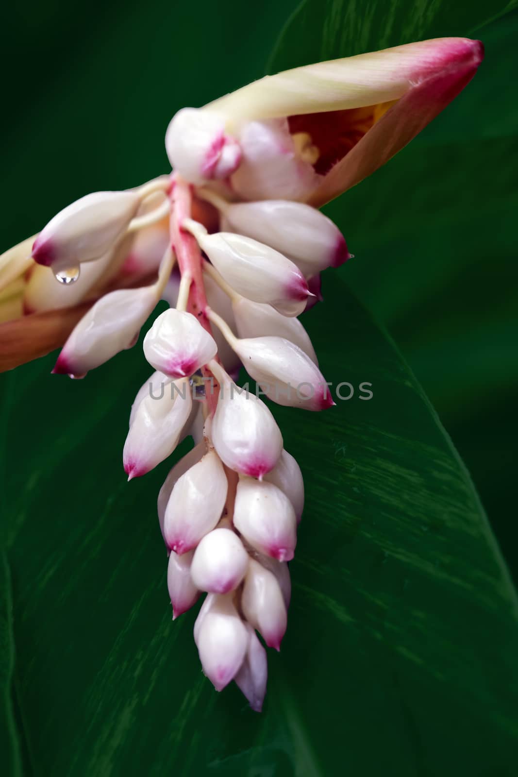 It's scientific name was called Alpinia zerumbet