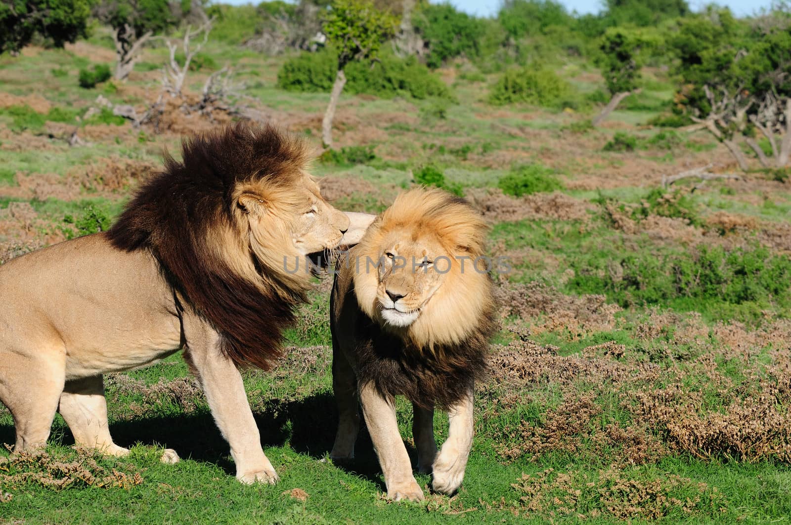 Two Kalahari lions, panthera leo, in the Kuzuko contractual area of the Addo Elephant National Park in South Africa