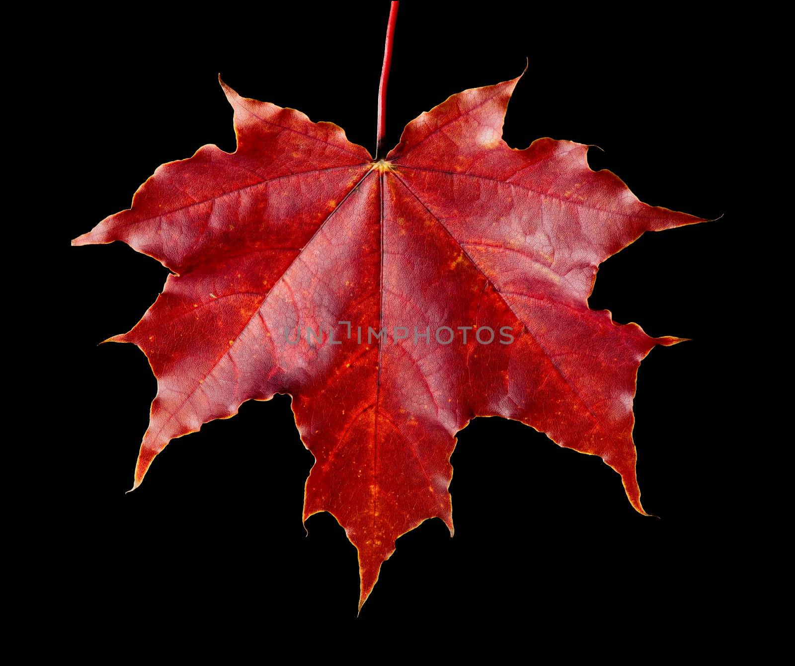 Fallen in the autumn from a tree a red maple leaf