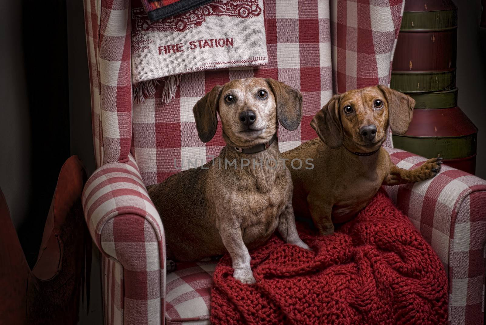 Two Dachshunds in a red checkered chair with red blankets.