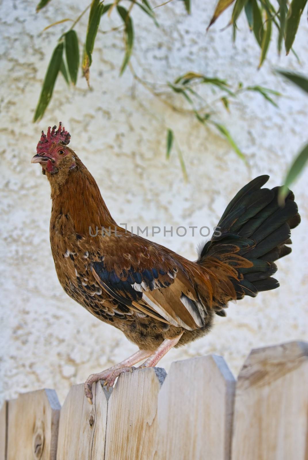 Rooster on a Fence by Eponaleah