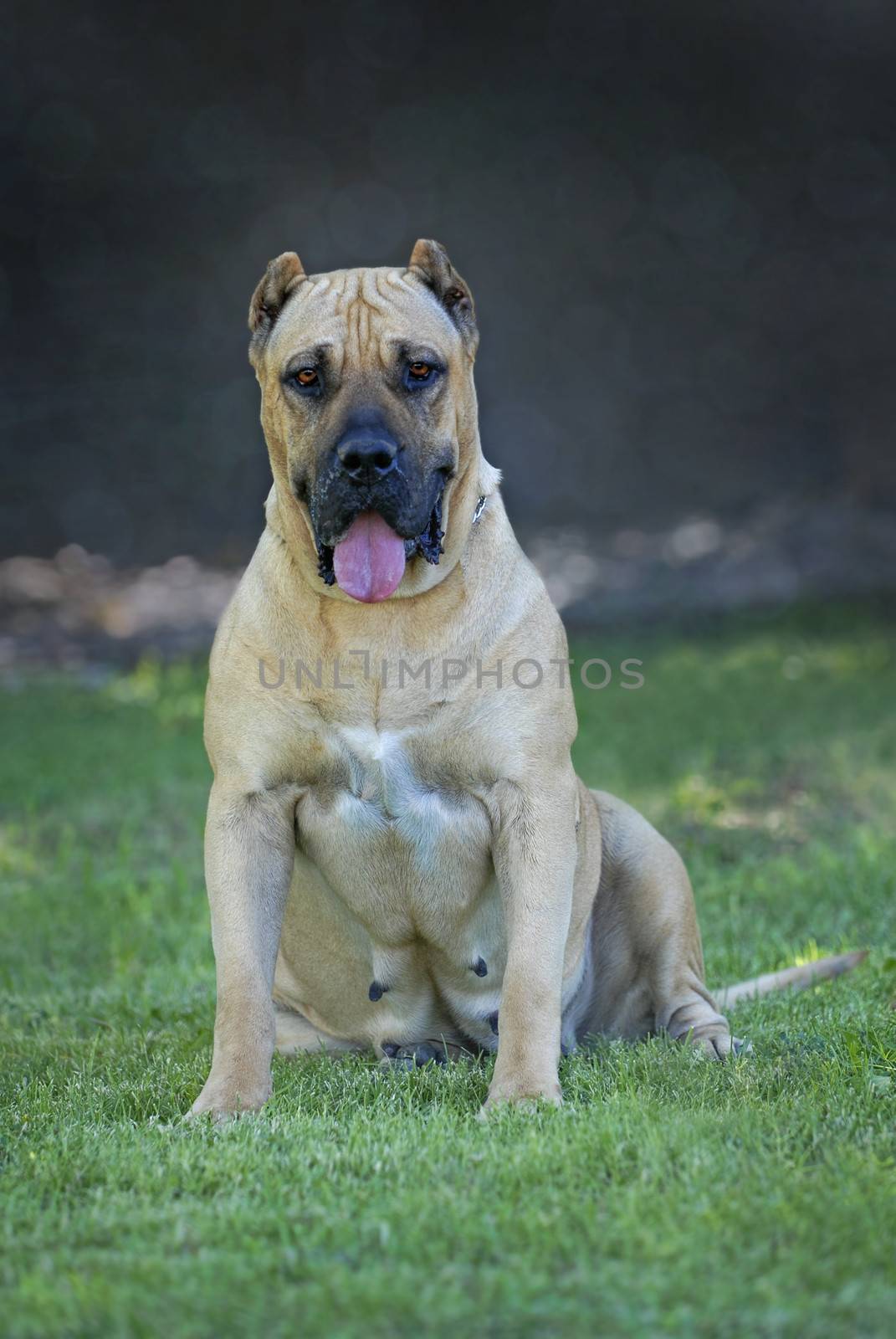 Full body shot of a light fawn Perro de Presa Canario sitting on the grass and looking in the camera.