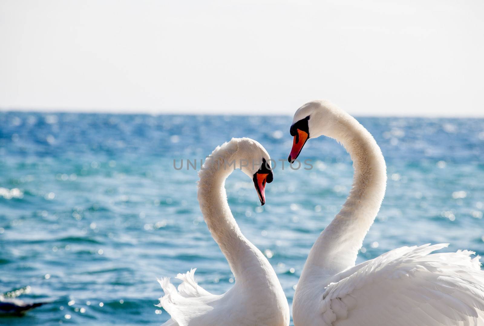 Swan couple on a background of water, close-up.