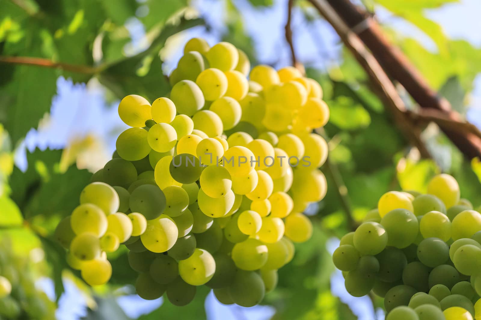 Grapes by fogen
