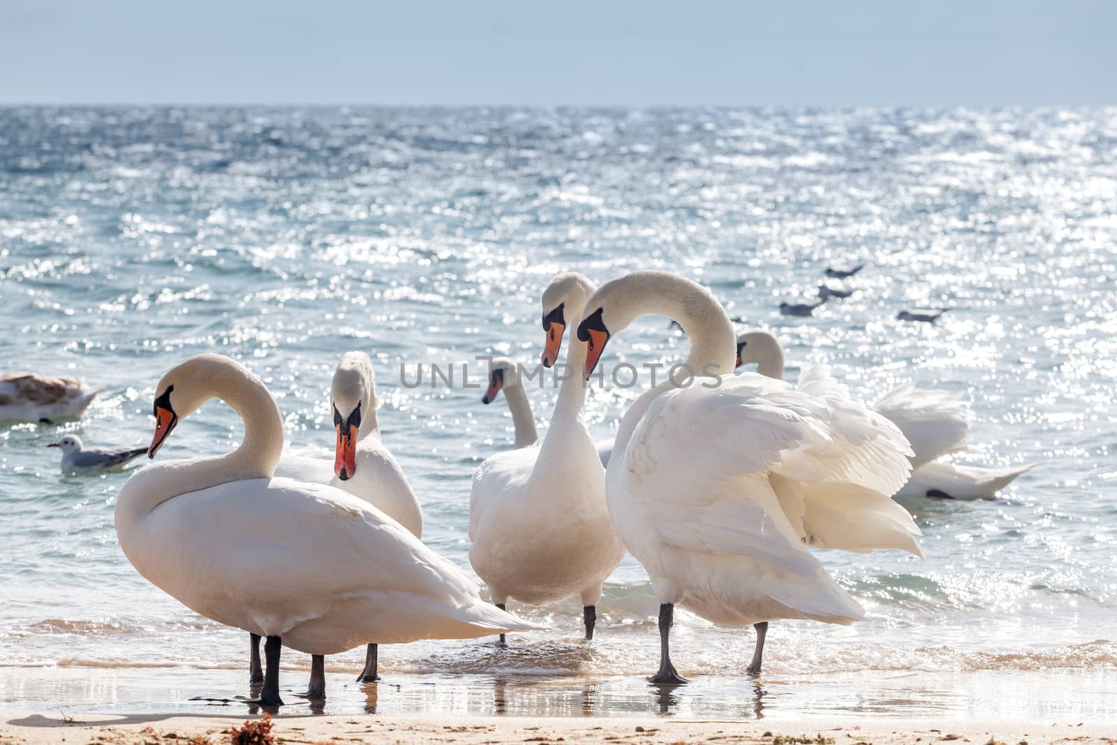 Swans on a background of water, close-up.