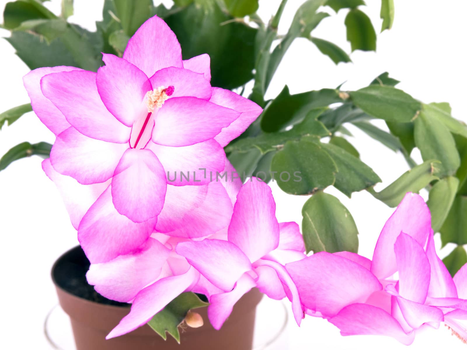 Closeup picture of pink cactus flower on white background