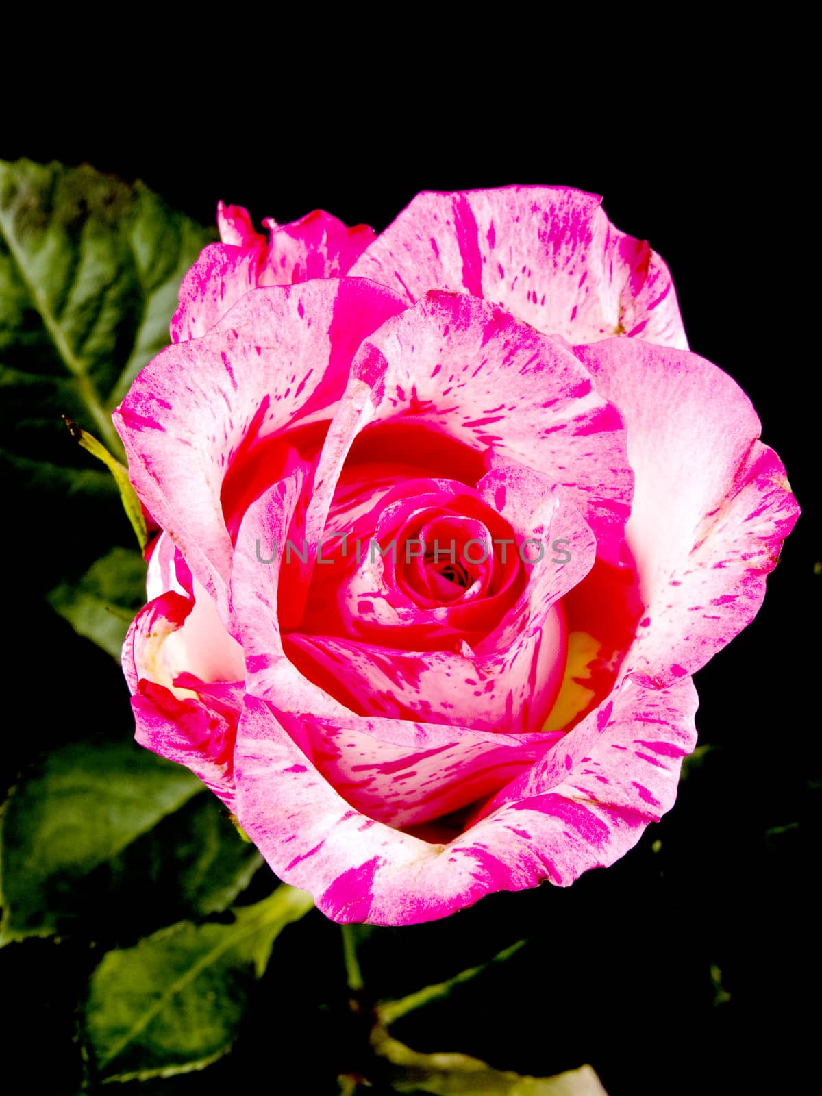 Pink rose on black by mrsNstudio