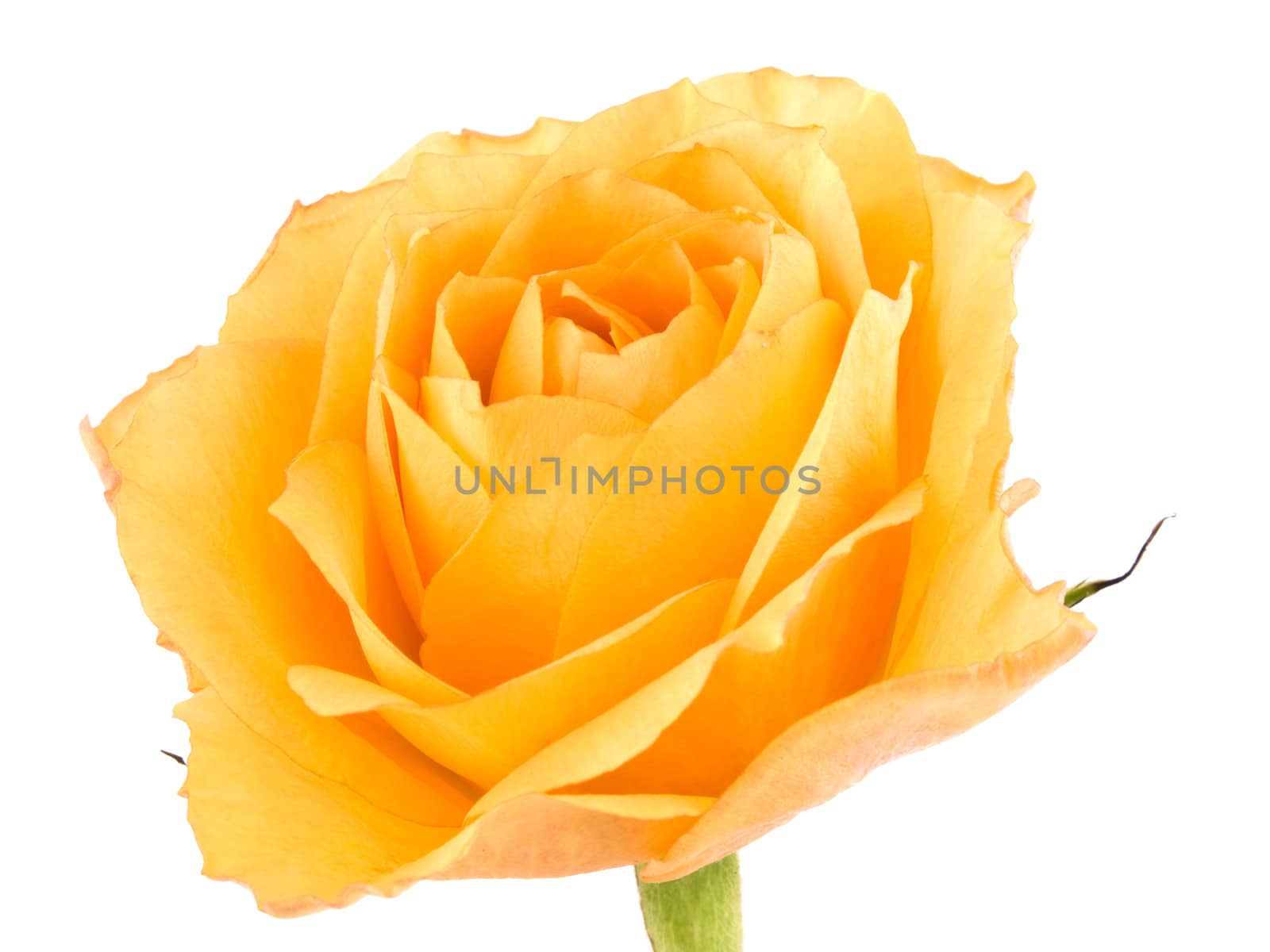Picture of tea rose on white background.