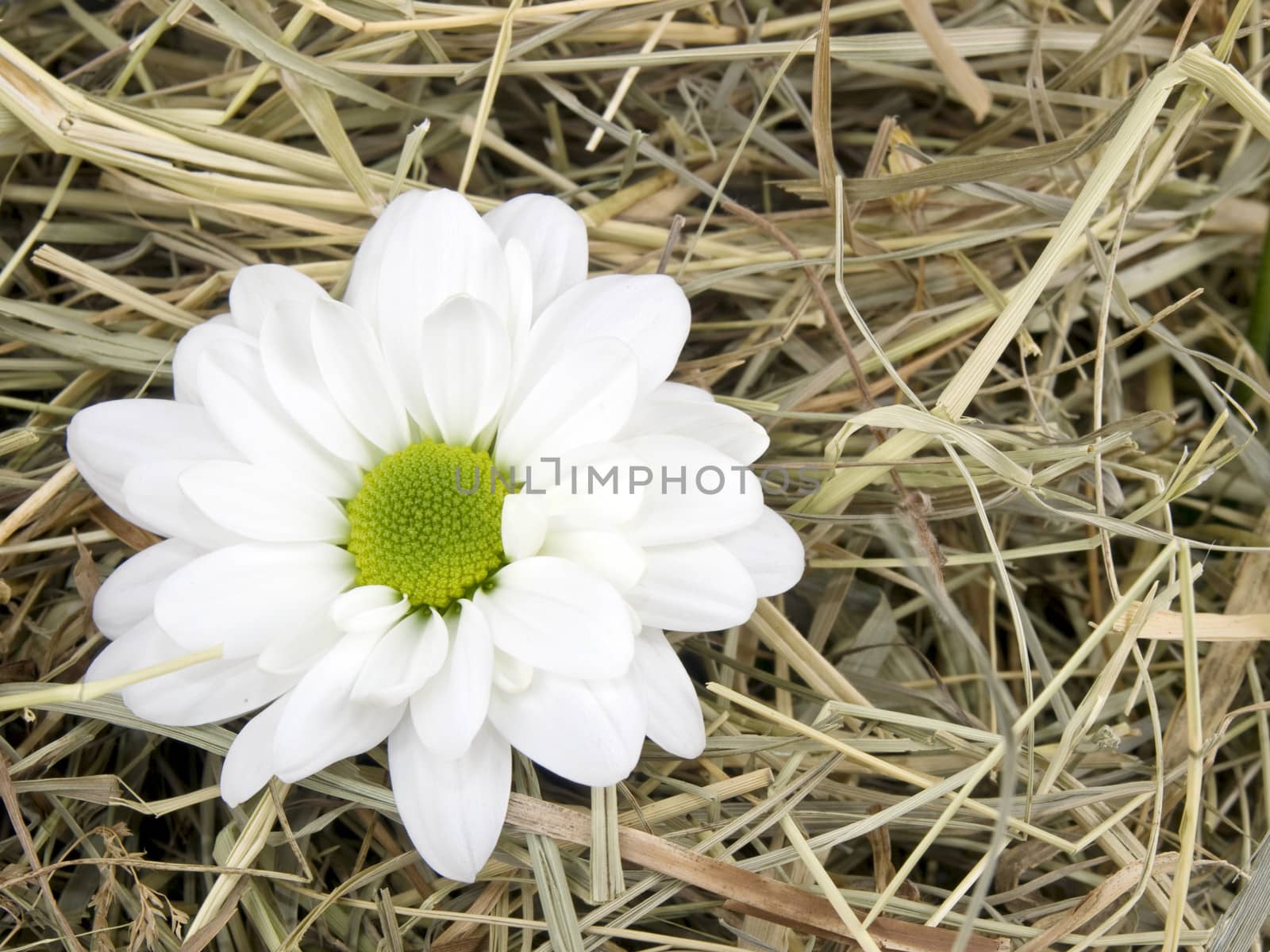 Closeup picture of single daisy flower lying on hay