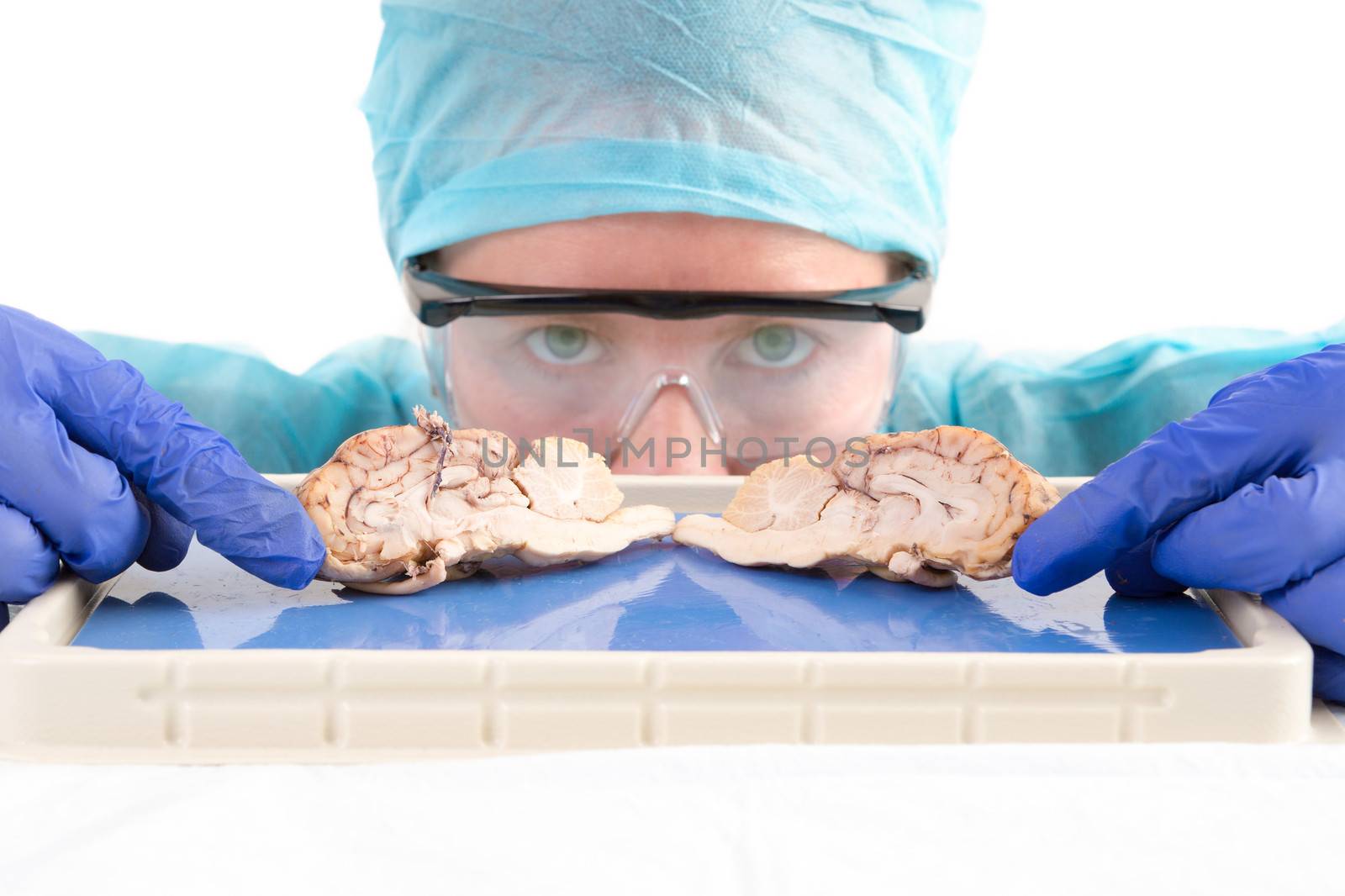 Female anatomy student, medical technologist or pathologist with a dissected cow brain slice through the mid section to show the convoluted tissue of the lobes