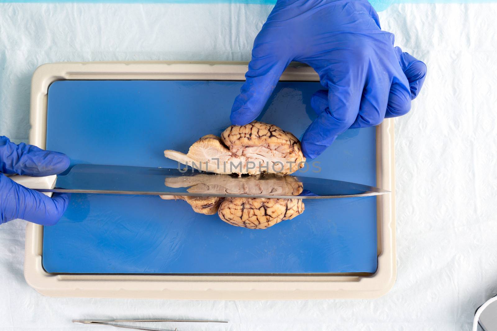 Student in a laboratory slicing a cow brain by coskun