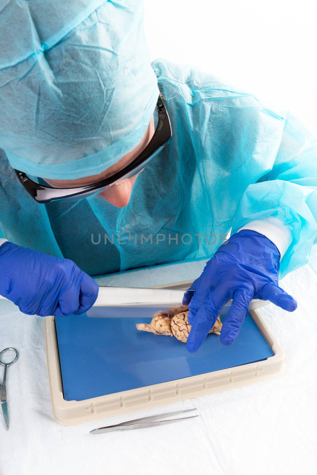 Anatomy student dissecting a cow brain slicing through the two hemispheres and the lobes with a blade to obtain a cross-section