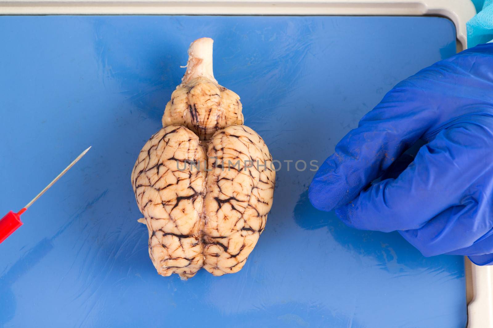 Whole cow brain viewed from above showing the two hemispheres and the brainstem as it lies on the dissecting table of a pathologist or physiology student