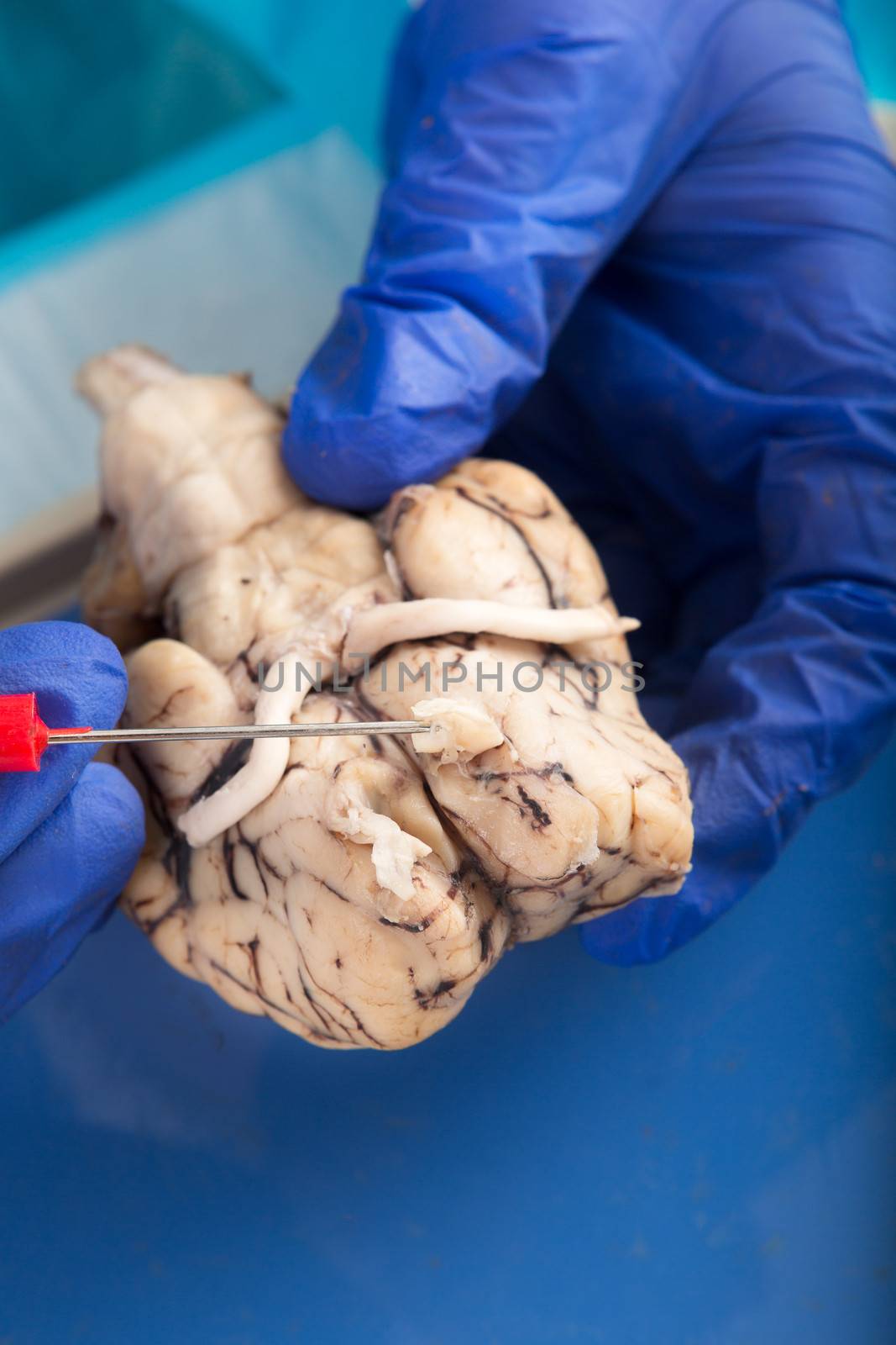 Close up of the gloved hands of a physiology student examining a cow brain with a probe showing the olfactory bulb and optic nerves
