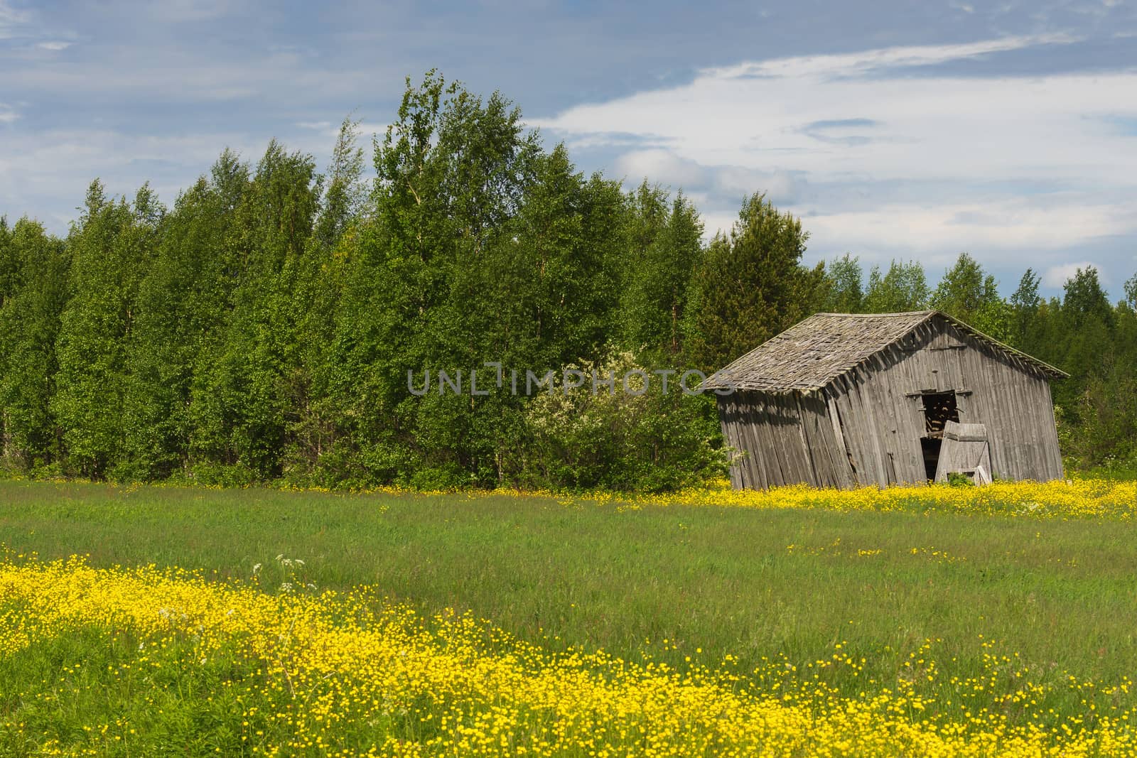 A ribbon of yellow flowers cuts through the green grass in front of the barn set against green trees under blue skies.