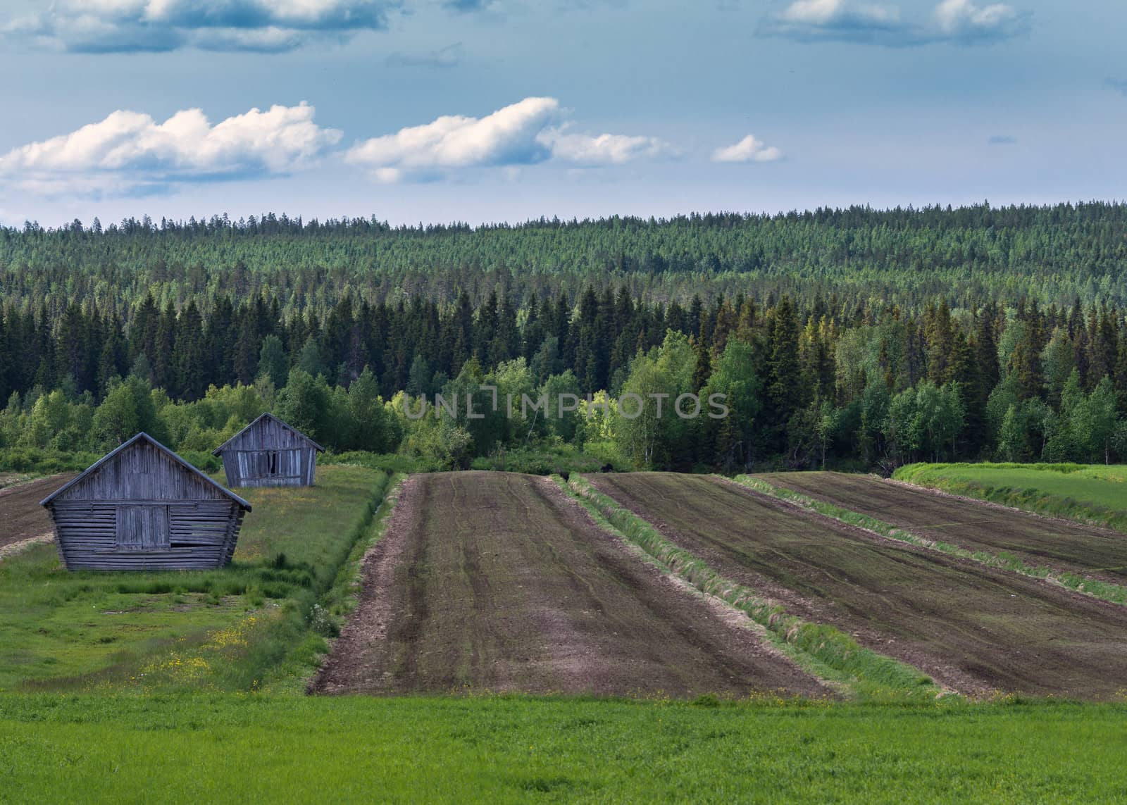 Lines, barns and green under blue cloudy skies in Lapland. by Claudine