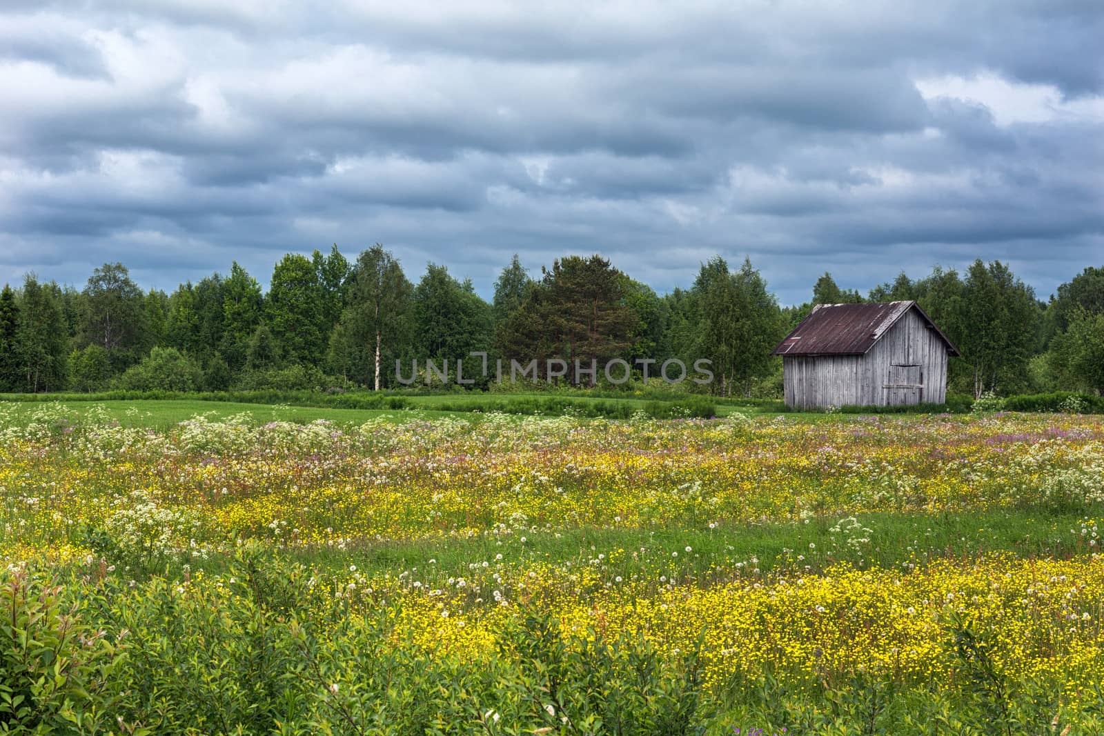 Wildflowers and a lost barn in southern Finnish Lapland. by Claudine