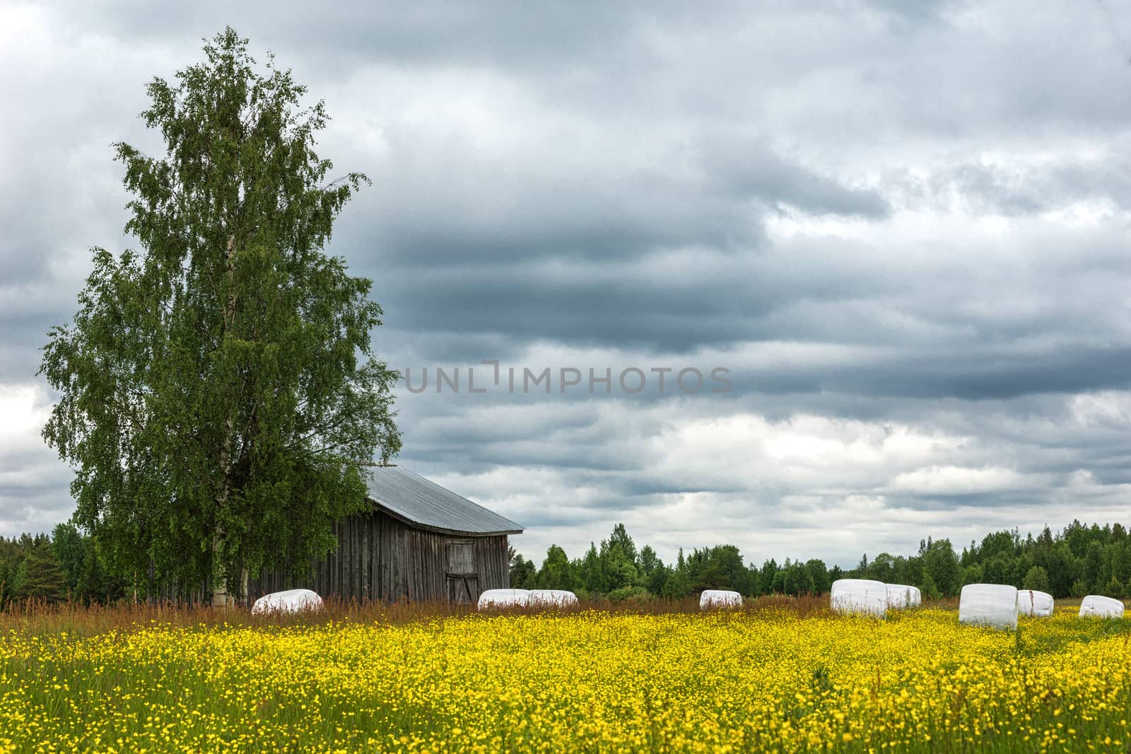 Hay captured in white plastic rolls will stay on the field until needed. A field of yellow wildflowers in the foreground, against stormy skies, with a barn half hidden behind a tree.