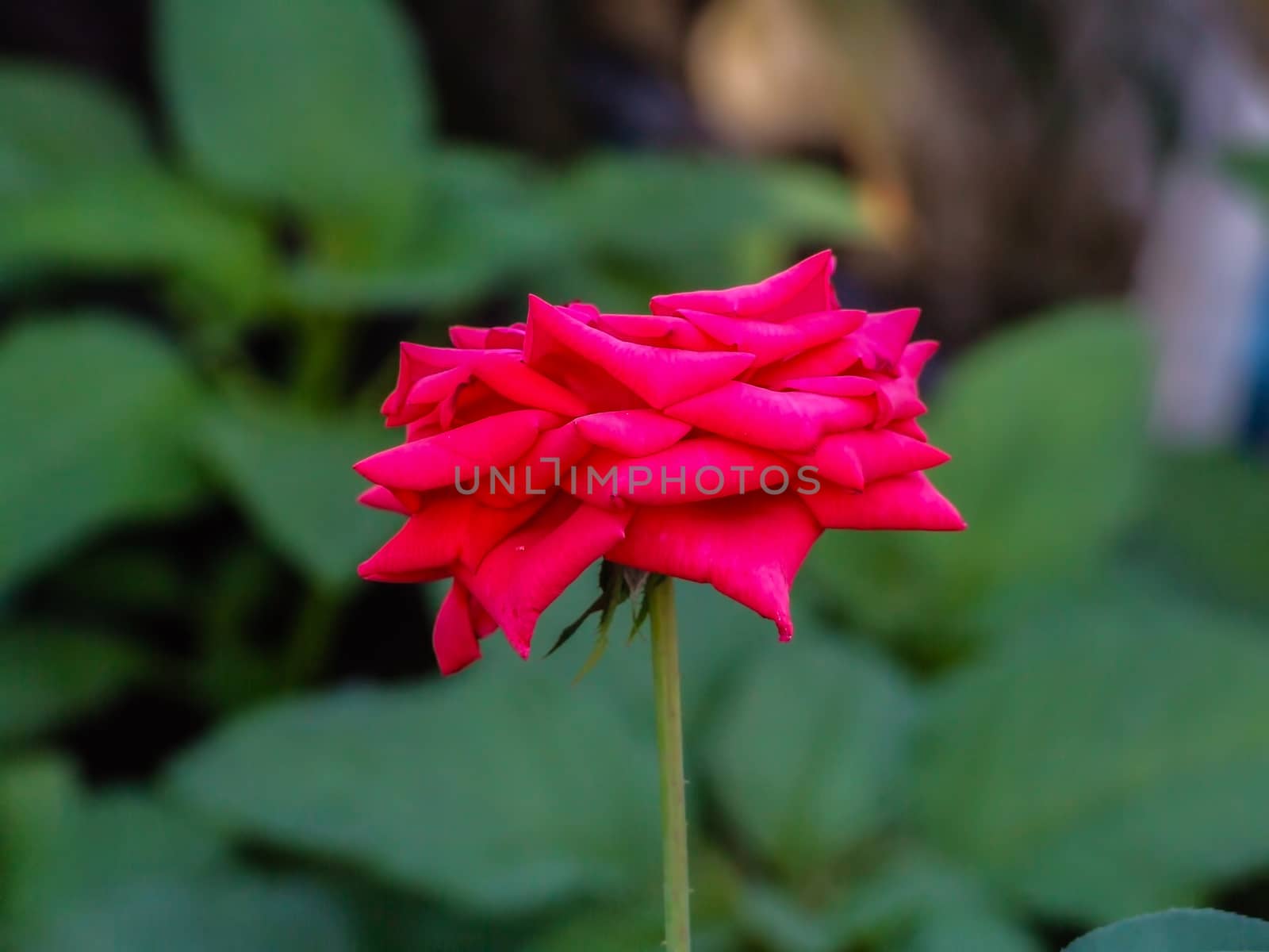 Red Rose in the Garden