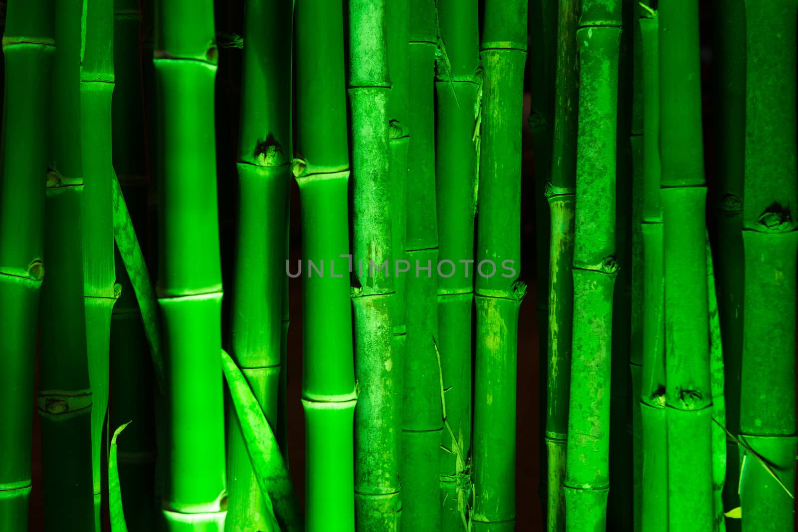 Vertical lines of bamboo illuminated with green light