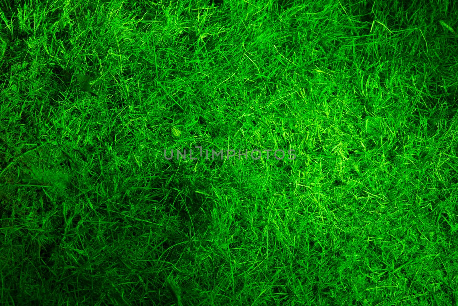 Illuminated green grass field, can be used as background