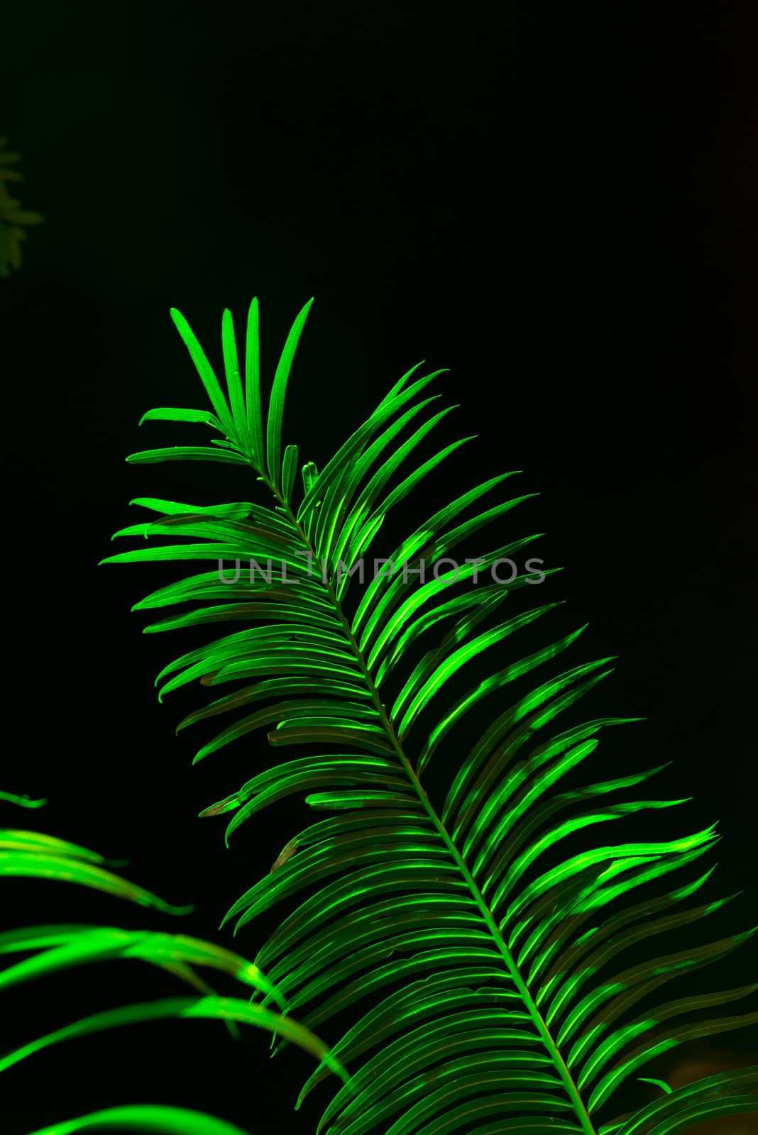 Fern leaf illuminated with green color light in dark