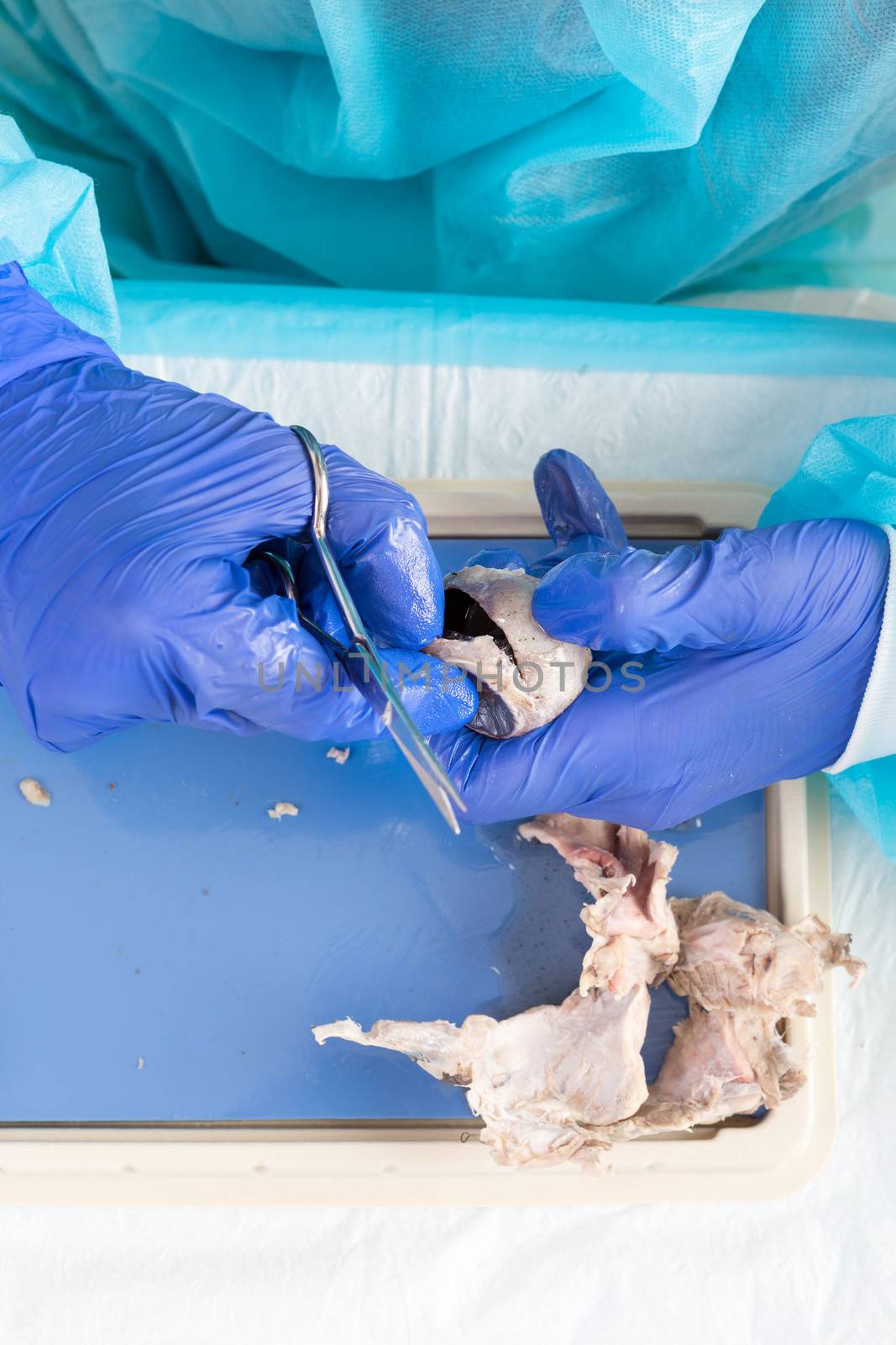 Close up of the gloved hands of ansnatomy student dissecting the eyeball of a sheep using scissors with samples of the surrounding muscle tissue from the socket lying alongside on the dissecting tray