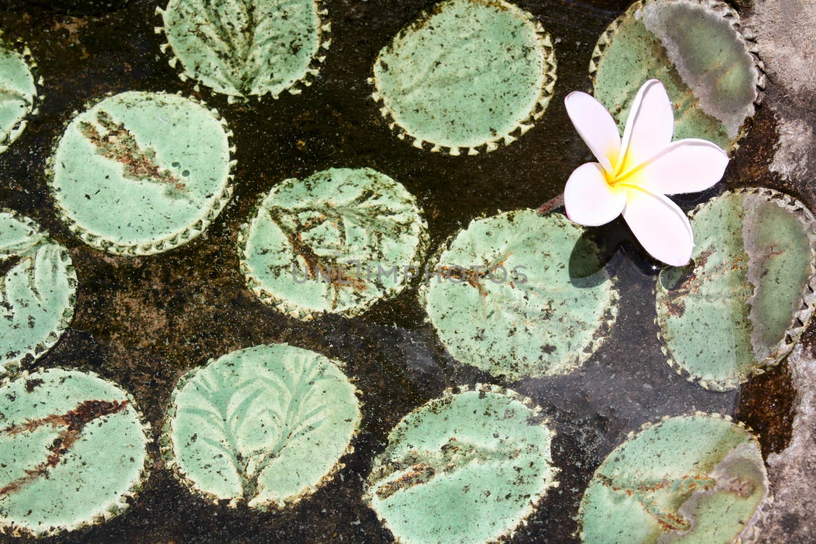 Frangipani flower floating in a water feature