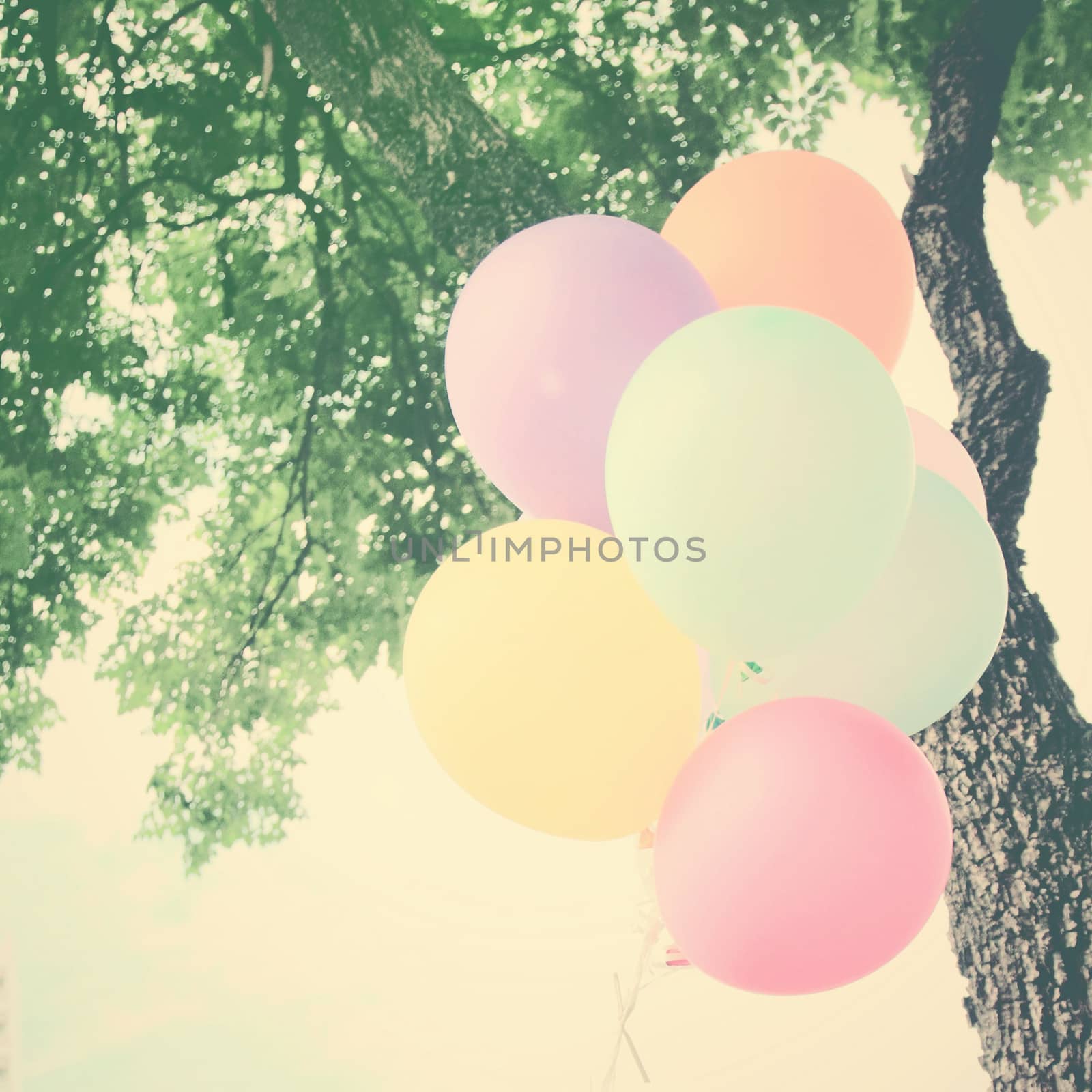 Colorful festive balloons on tree with retro filter effect  by nuchylee