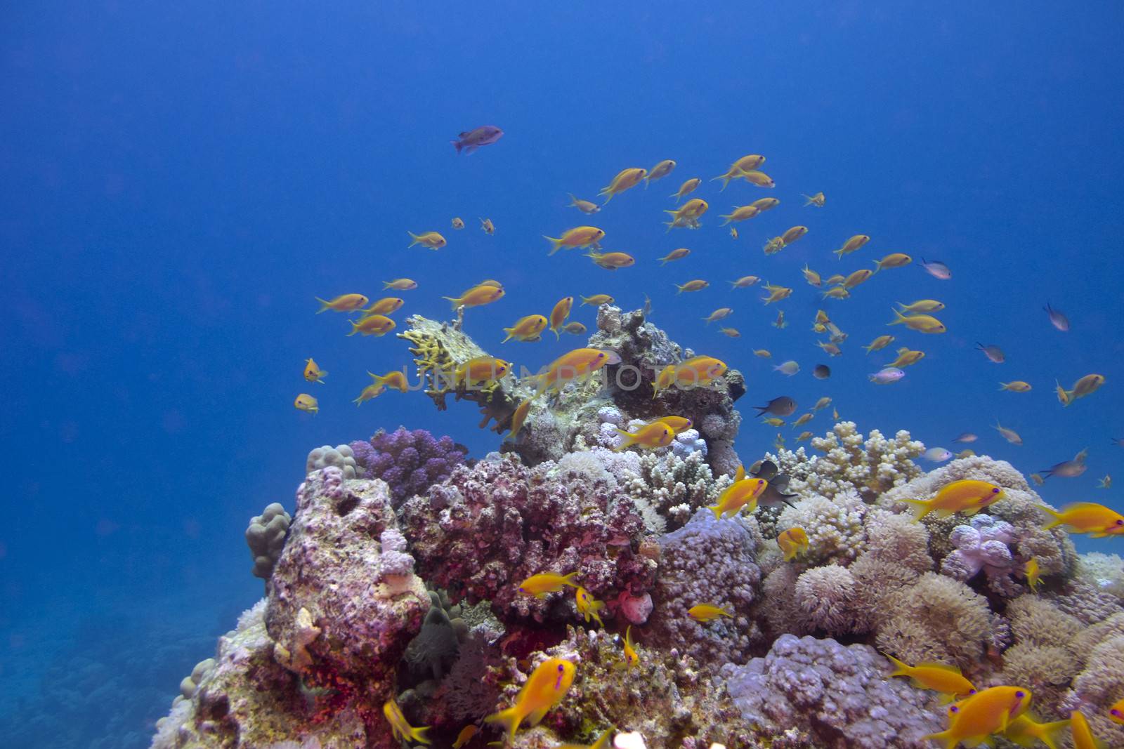 colorful coral reef with exotic fishes anthias at the bottom of tropical sea on blue water background by mychadre77