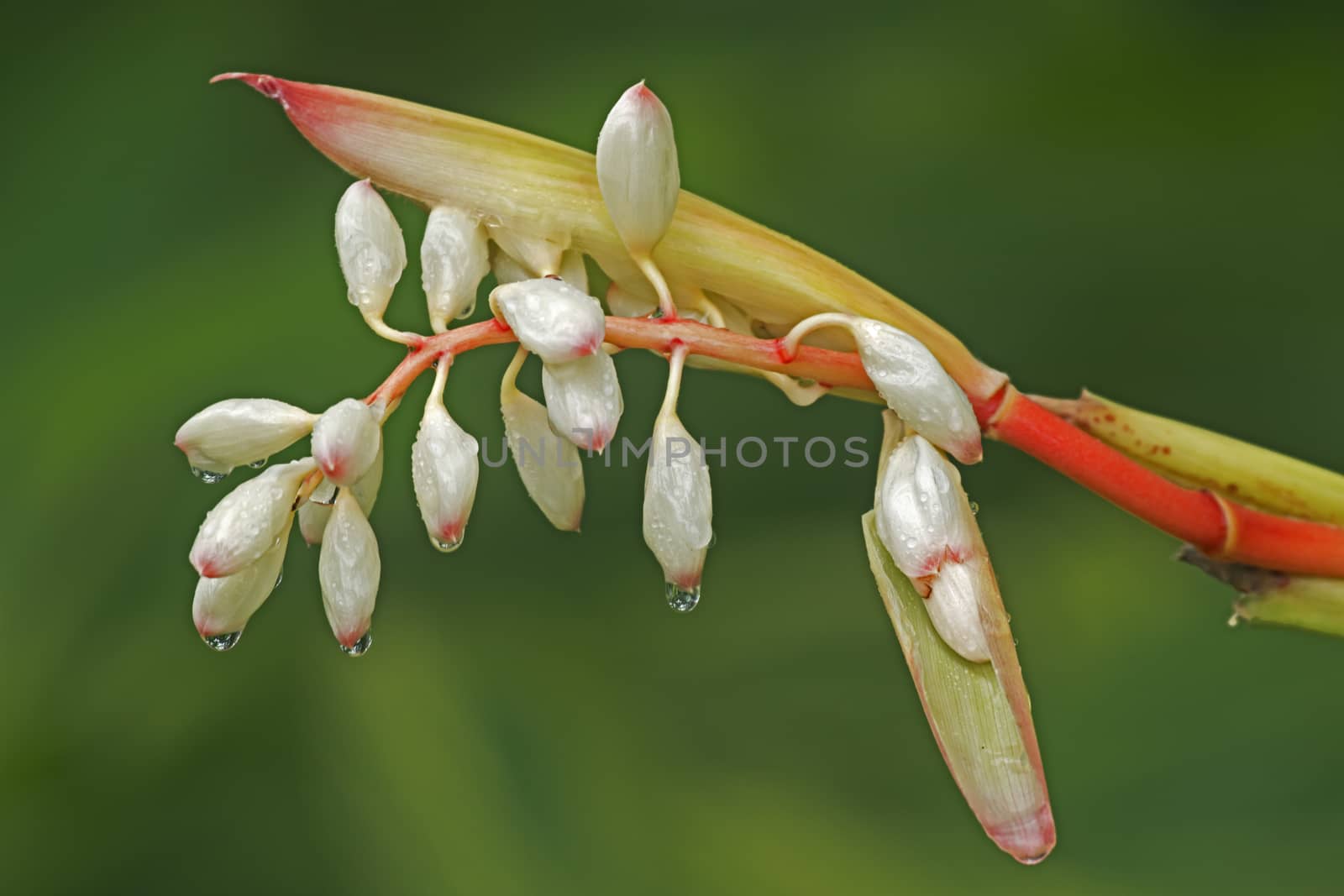 It's scientific name was called Alpinia zerumbet