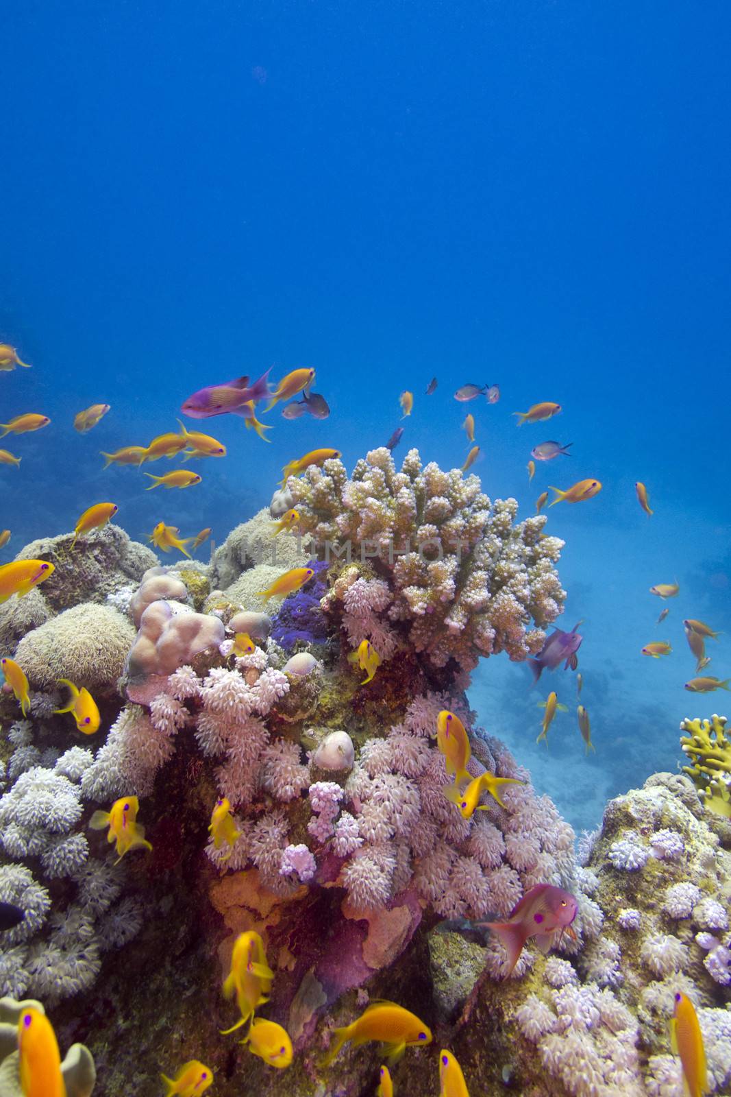 Colorful coral reef with exotic fishes at the bottom of tropical sea by mychadre77
