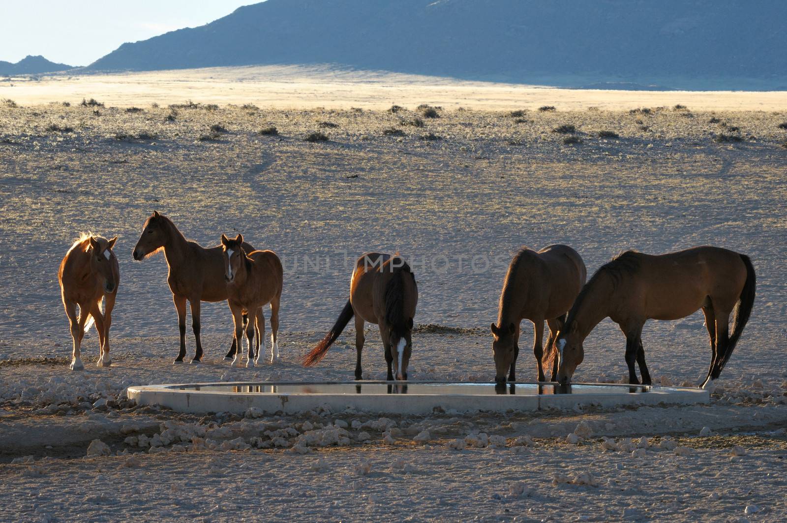 Wild Horses of the Namib at Garub near Aus, Namibia.