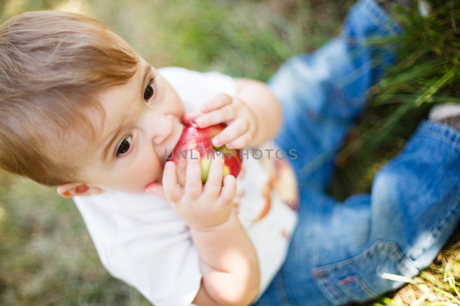 Baby boy eating an apple in an apple orchard