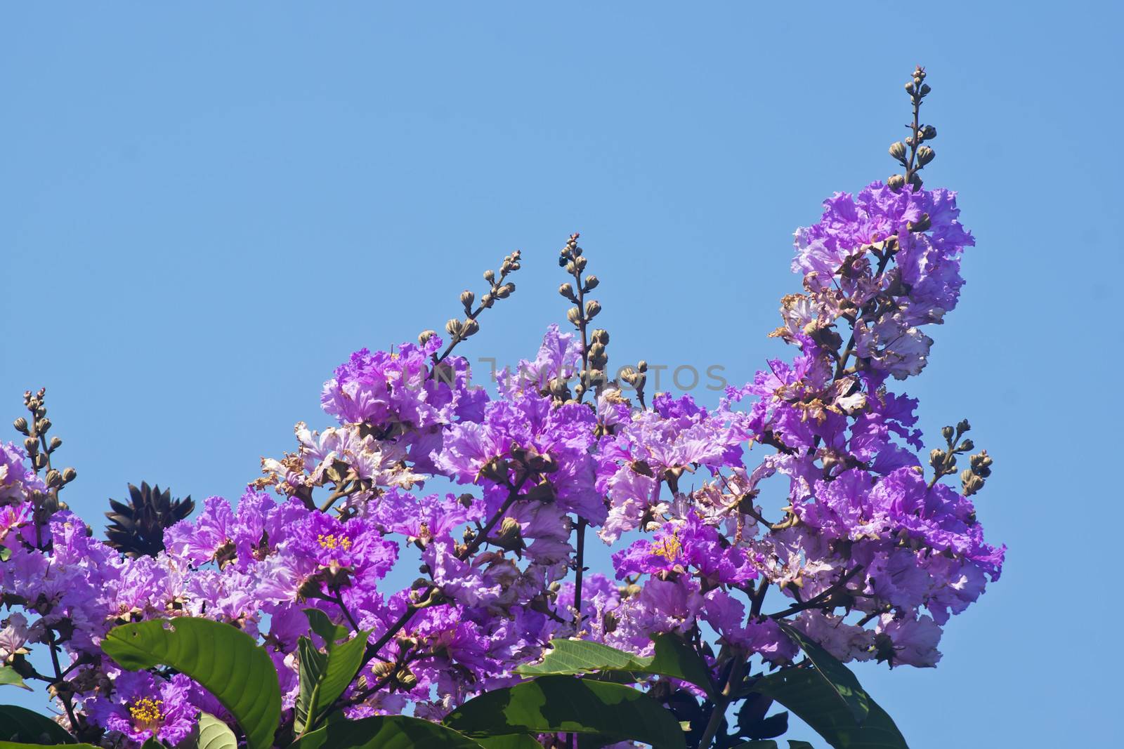 Crape myrtle flowers by xfdly5