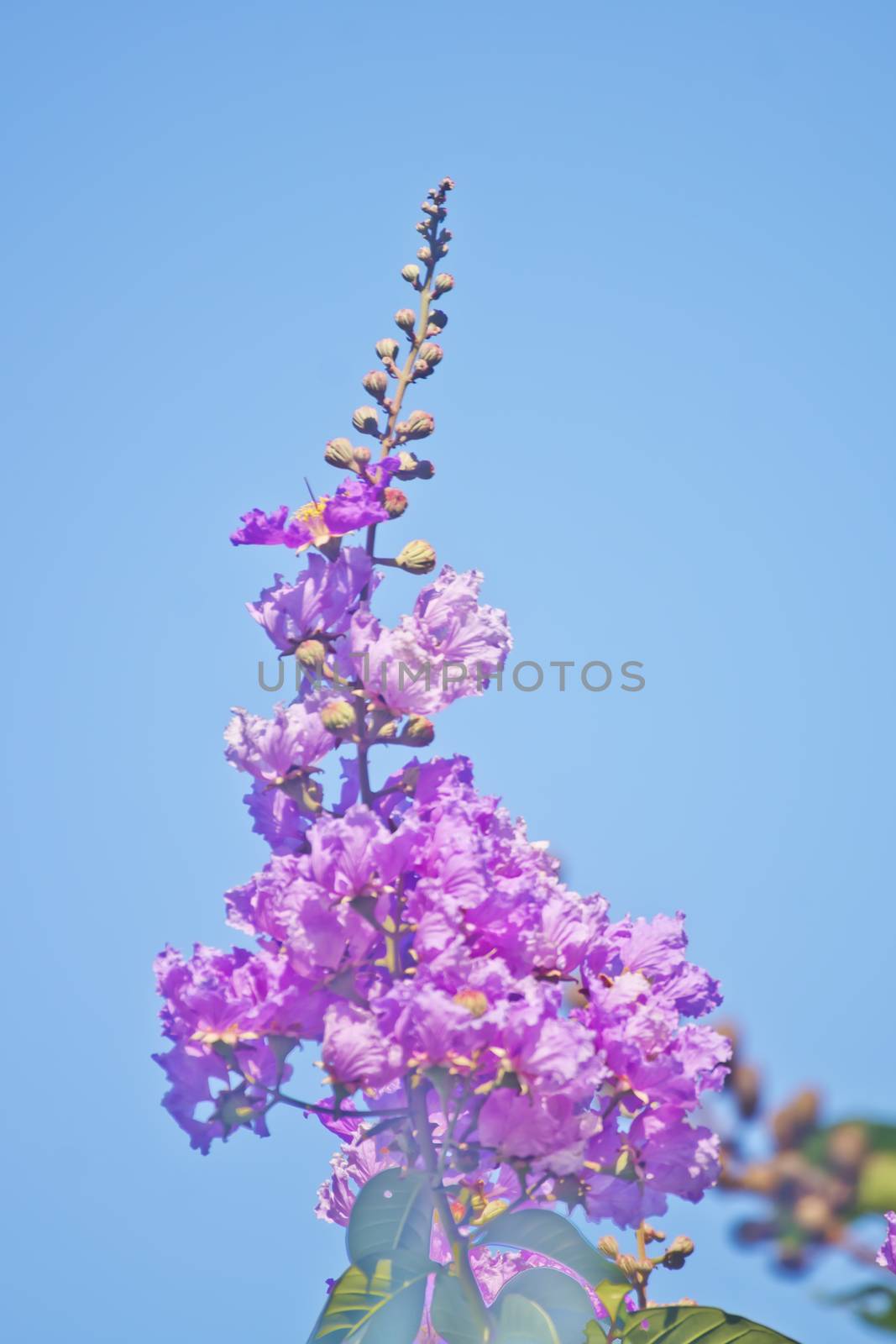 Its scientific name is Lagerstroemia indica flowers