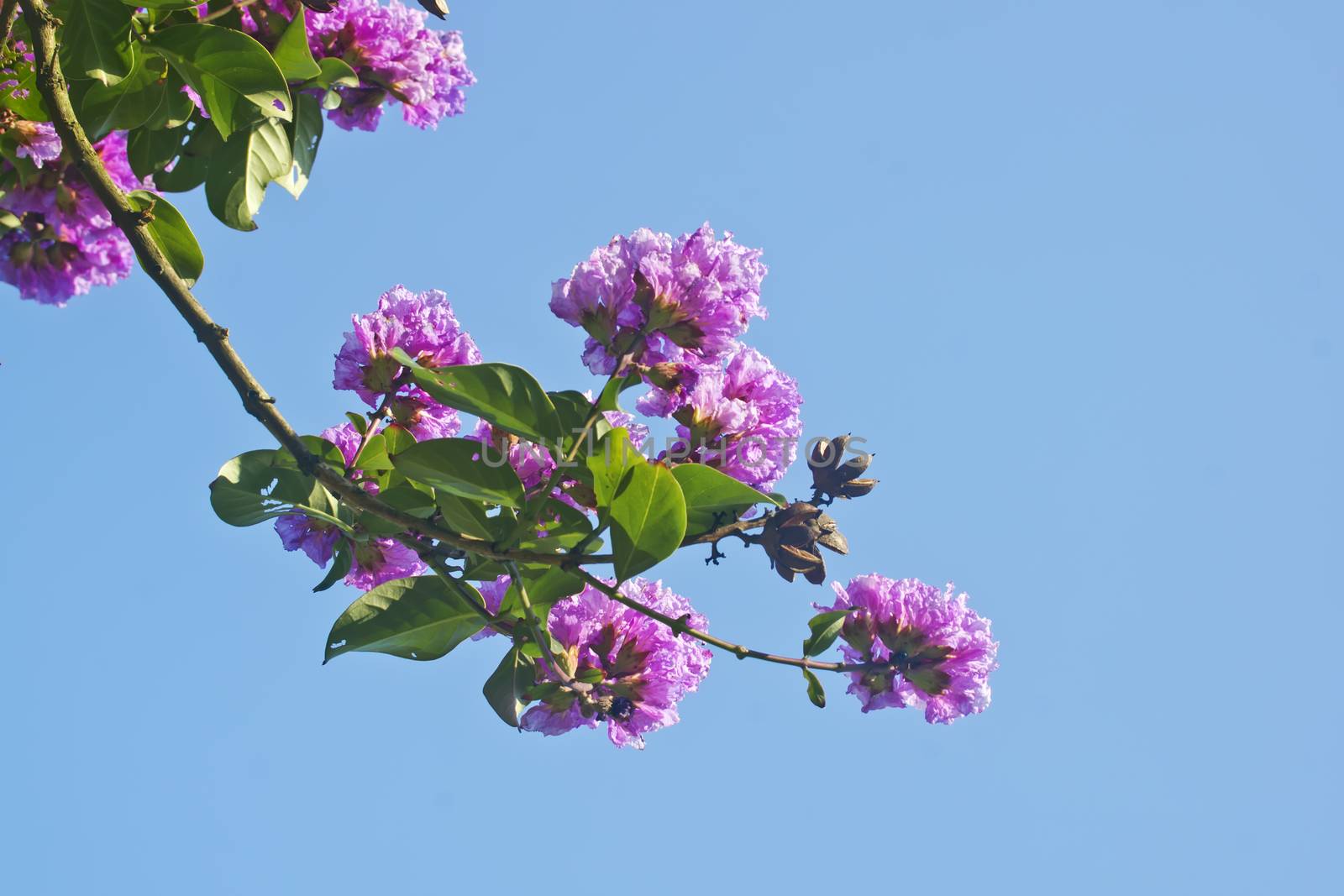 Its scientific name is Lagerstroemia indica flowers
