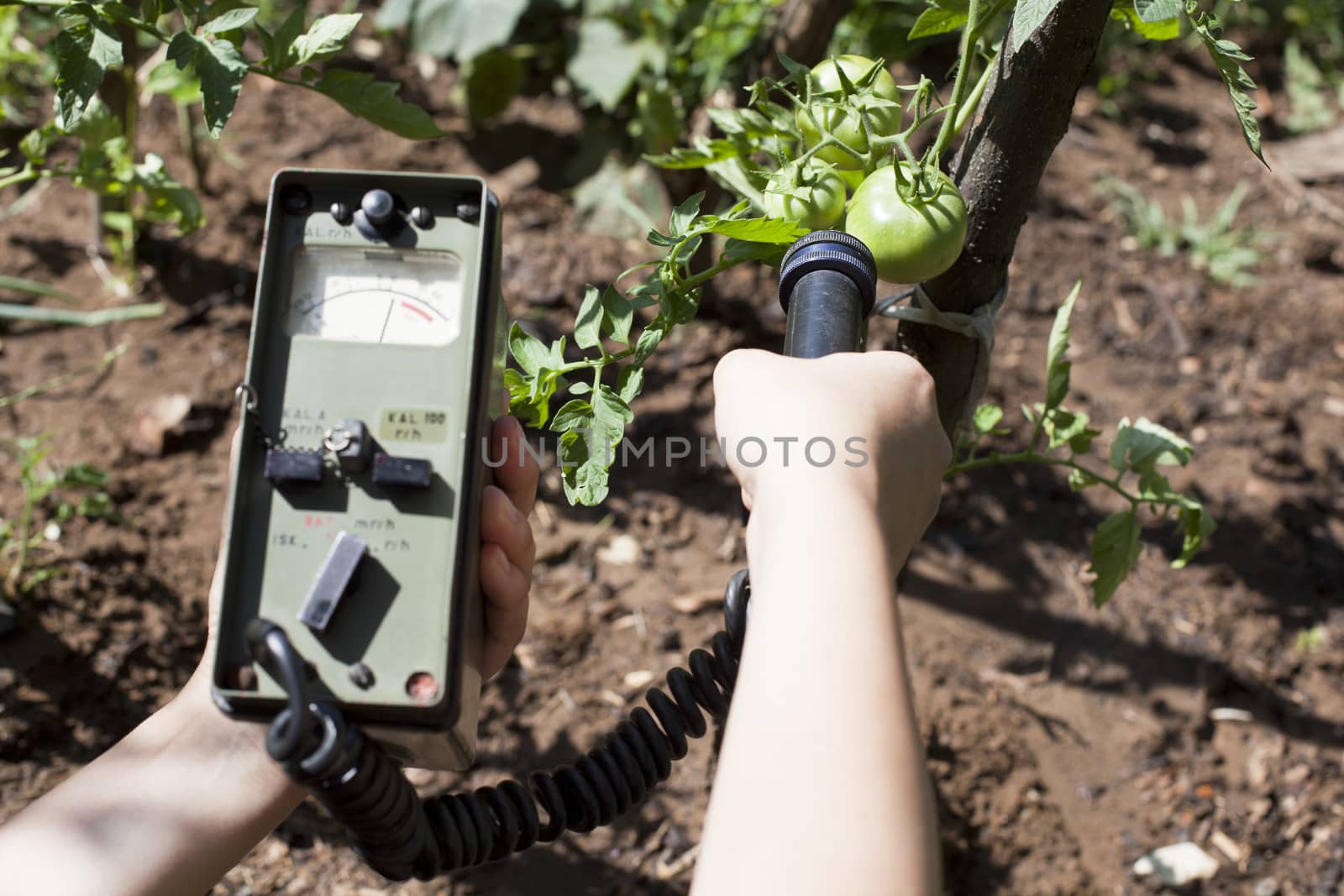 Measuring radiation levels of vegetable