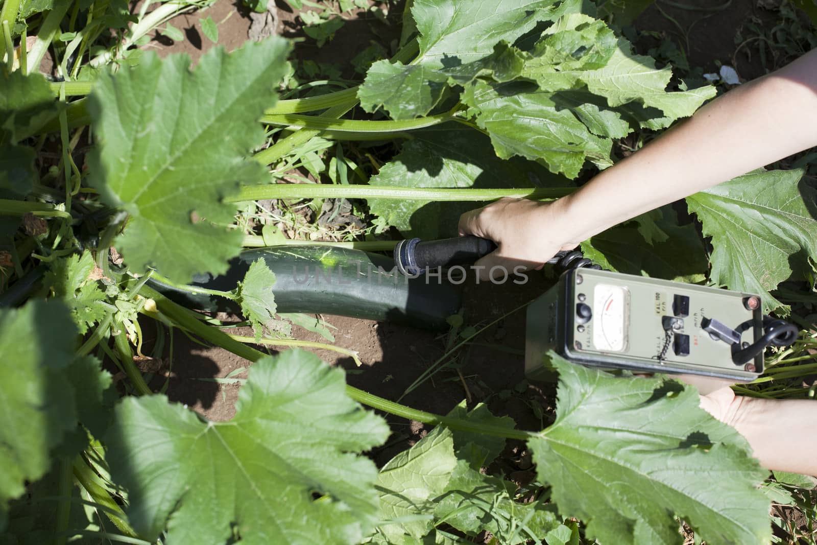 Measuring radiation levels of zucchini