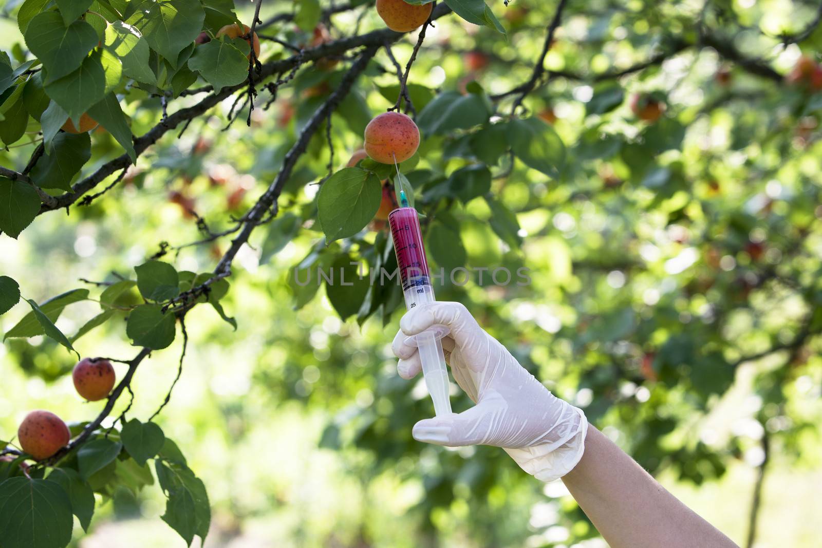 Genetically modified fruit by wellphoto